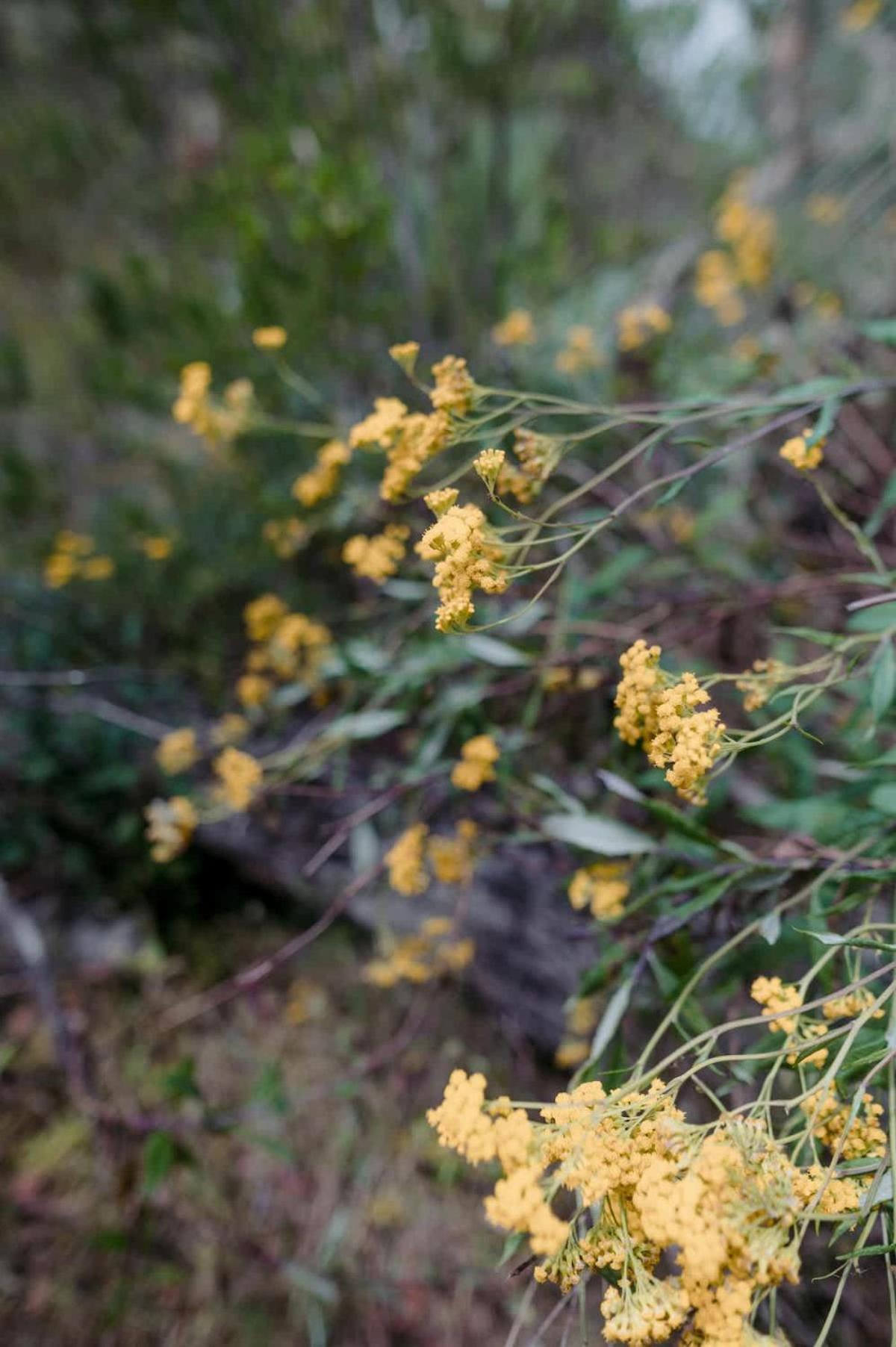 Luxury Safari Tent Waterfalls And Hikes Luxury tent Hindmarsh Valley