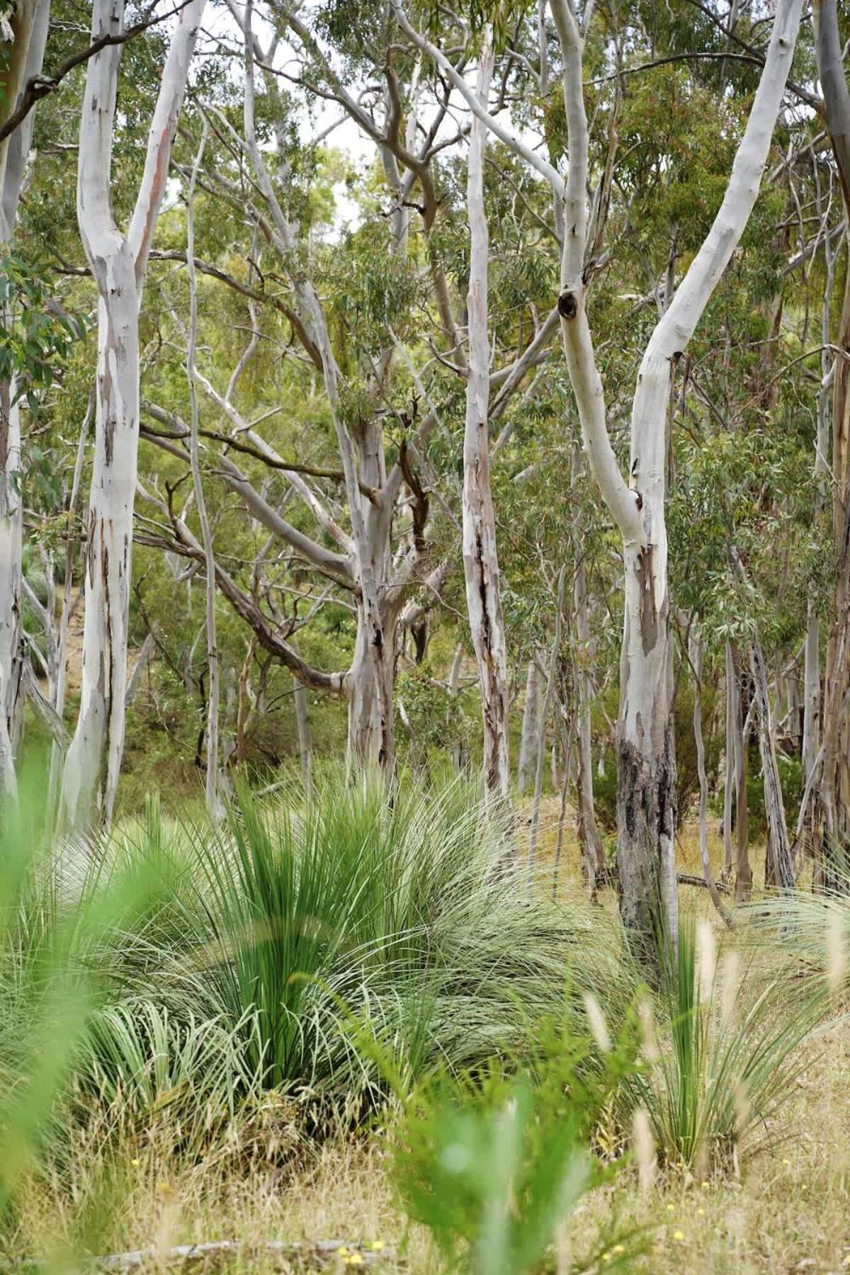 Luxury tent Luxury Safari Tent Waterfalls And Hikes Hindmarsh Valley